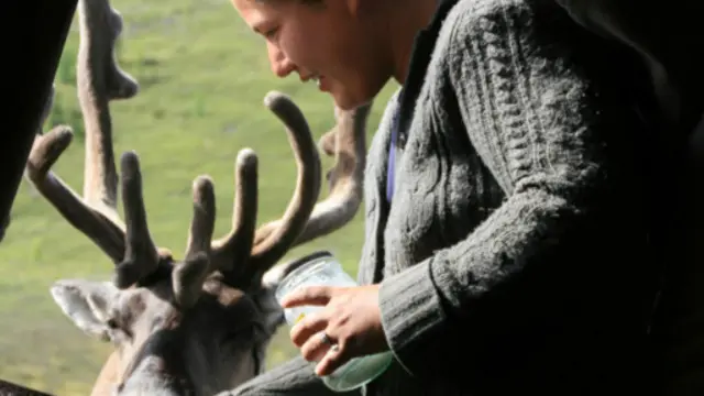 扎亞給馴鹿餵鹽(圖片來源:Anna Kaminski)