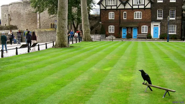 Ворон в Тауэре