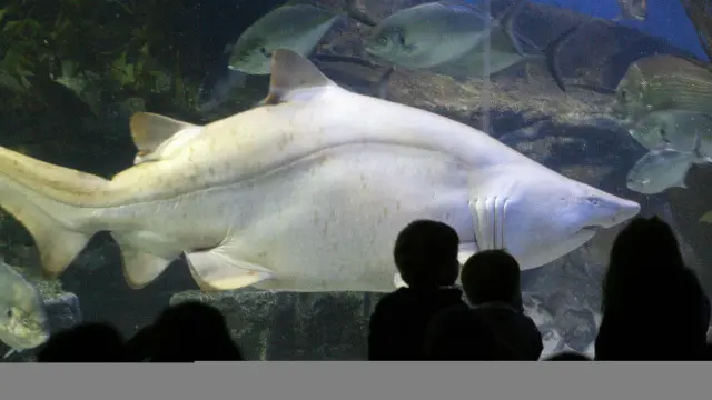 مچھلیاں انسانی چہرہ پہنچان سکتی ہیں