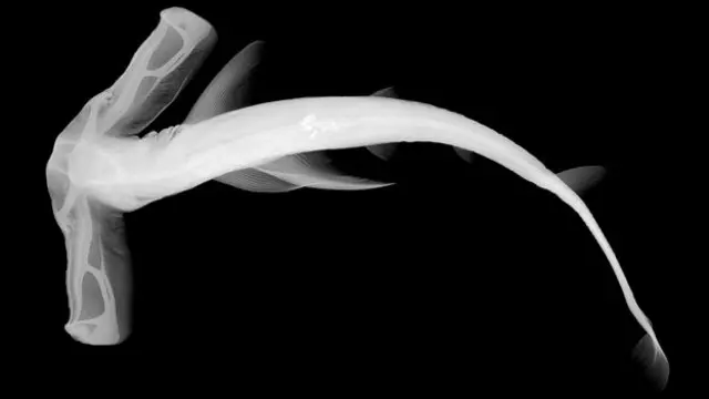X光显示翼头鲨(丁字双髻鲨)拥有硕大的头部(图片来源：Sandra J. Raredon, National Museum of Natural History, Smithsonian Institution/SPL)
