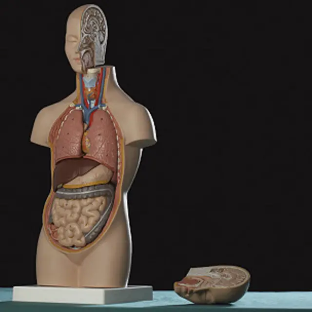 Podemos vivir relativamente bien hasta sin parte de algunos órganos vitales.