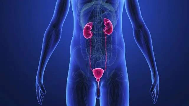 Los riñones y la vejiga son indispensables, pero...