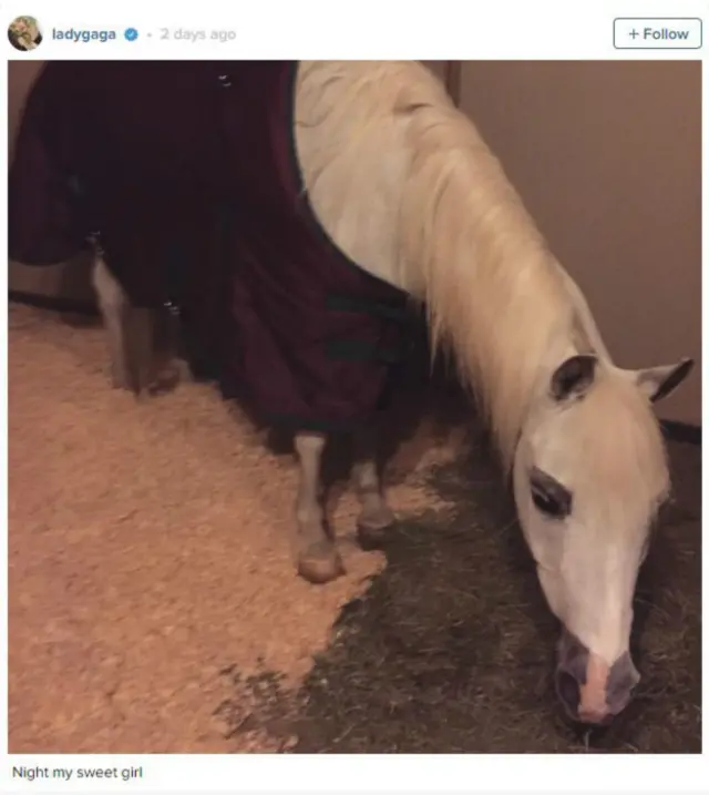 Kuda poni Lady Gaga di kandangnya.