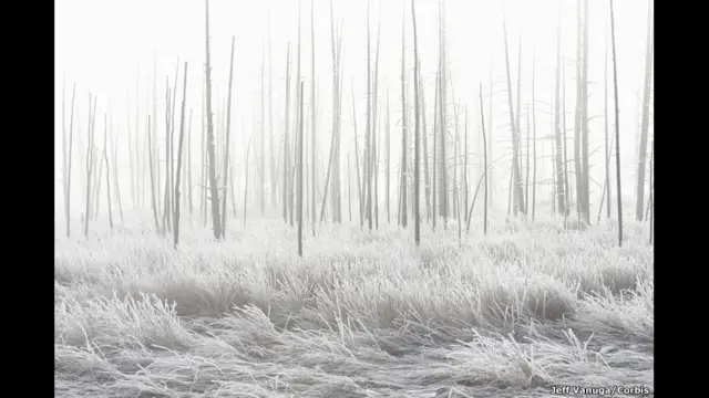 Национальный парк Йеллоустоун. Фото: Джеф Вануга.