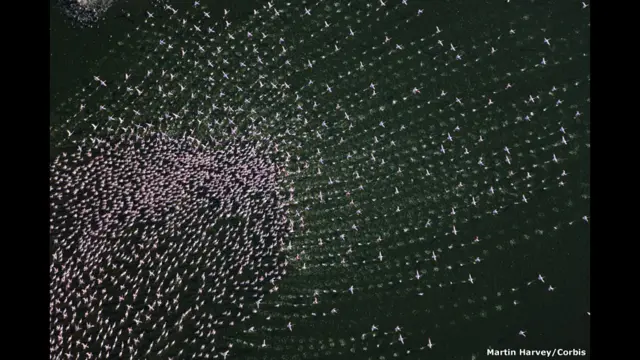 Oзеро Борогия, Национальный парк в Кении. Фото: Мартин Харви