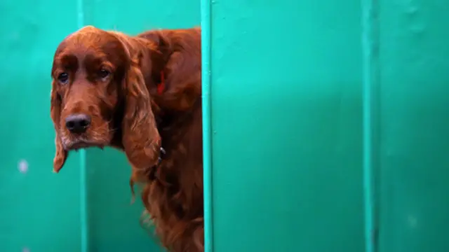 狗是非常聪明的动物，可以感知人类的情绪。