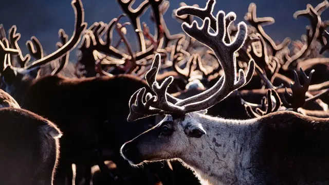 Необыкновенные способности носа северного оленя поражают воображение