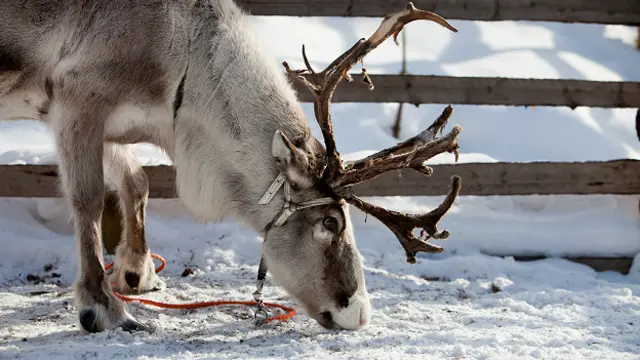 Одомашненный северный олень
