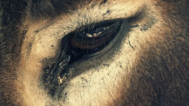 Человеческие технологии не могут составить конкуренцию глазам северного оленя