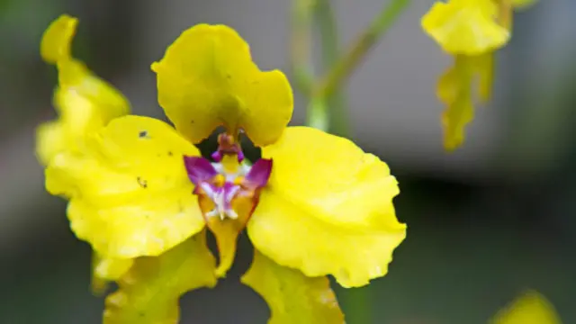 厄瓜多尔有着多达4000多种兰花。(图片来源:Andrew Bain)