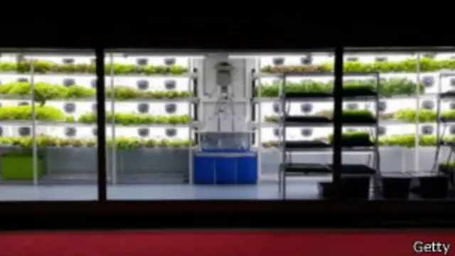 La agricultura hidropónica no requiere luz natural. 