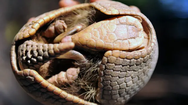 Armadillo