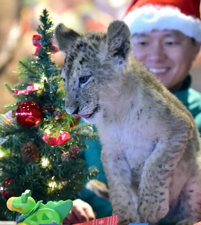 Львёнок с елью