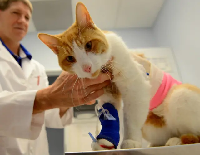 Кошка у ветеринара
