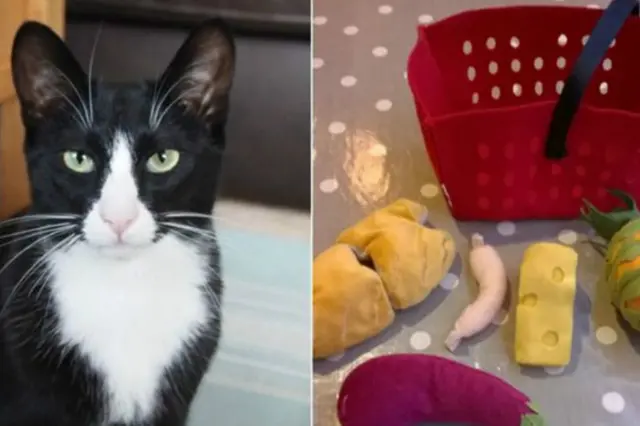 Кот Тео и его "трофеи"