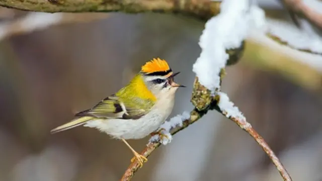 این هم، به مناسبت میلاد حضرت عیسی مسیح و آمدنِ سال نو میلادی ۲۰۱۶، تصویر یک پرندۀ زیبای بی تقویم، نشسته بر شاخه ای برف زده، که زندگی را به خودش تبریک می گوید.