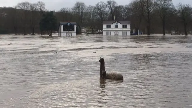 西约克郡 Saltaire 镇上的河水已经涨到快要淹没动物雕像。