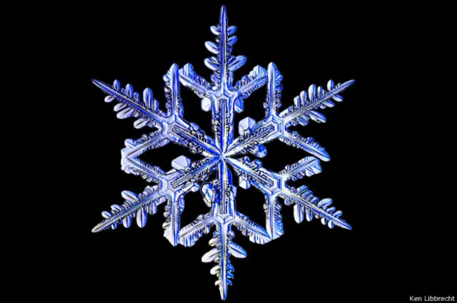 Dinamai 'dendrit bintang' karena bentuknya seperti bintang. 