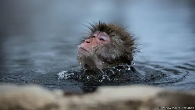Makaka Jepang (Macaca fuscata) di dalam permandian air panas. 