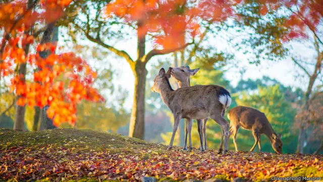 Rusa-rusa di Taman Nara, Prefektur Kansai.