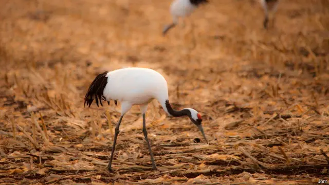 Burung bangau bermakhota merah (Grus japonensis).