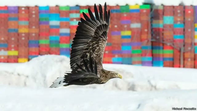 Elang laut (Haliaeetus sp.) di Pelabuhan Rausu, Hokkaidō.