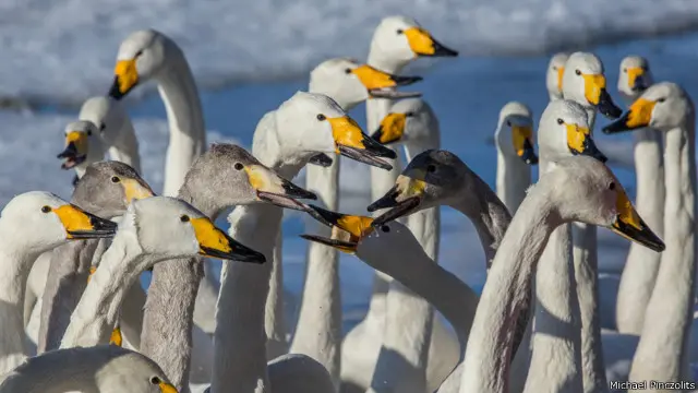Angsa whooper (Cygnus cygnus) di Danau Kussharo, Hokkaidō.