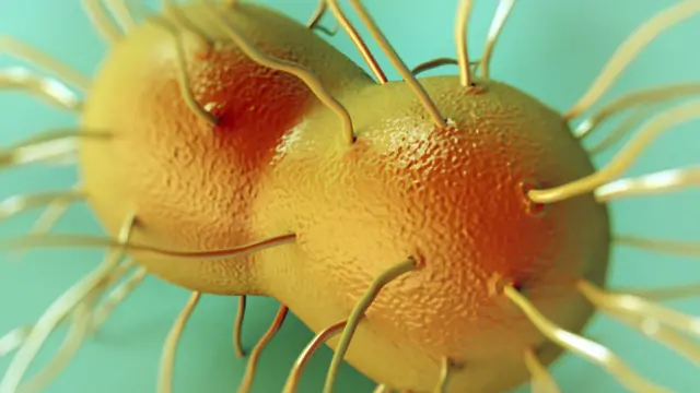 نیسریا گونوریا