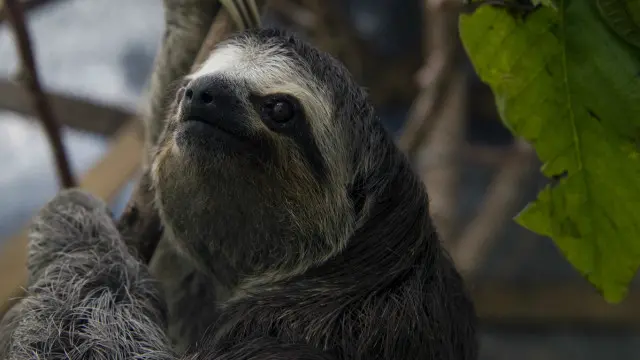 Sloth