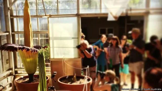 پیر کو کھلنے والے اس گل نعش کو دیکھنے کے لیے لوگ جوق در جوق آ رہے ہیں