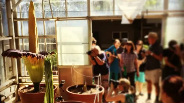 Pengunjung mengerumuni bunga bangkai