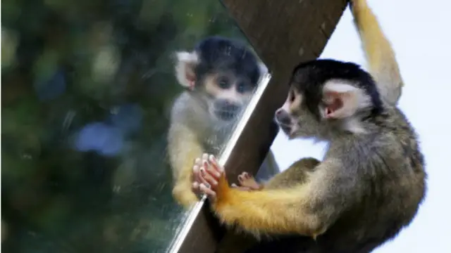 Meymun güzgüyə baxır