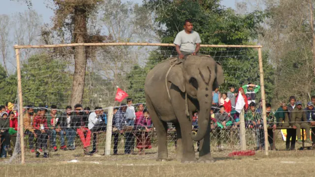 हात्तीका यस्ता गतिविधि हेर्न स्वदेशी तथा विदेशी पर्यटकहरुको ठूलो भीड लाग्ने गर्छ। 