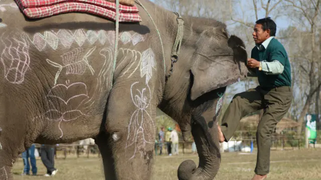 हात्ती लस्काईमा २० वटा हात्तीले प्रतिस्पर्धा गरेका थिए। उनीहरुलाई माहुतेले दौडाउने गर्दछन्।
