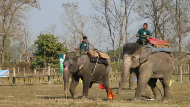 महोत्सवमा हुने बनभोज, फुटबल र 'हात्ती सुन्दरी' प्रतियोगिताका लागि चितवन राष्ट्रिय निकुञ्जका ८० र होटल व्यवसायीहरुका ६० वटा हात्तीहरु जम्मा गरिएको थियो।