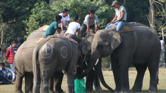 महोत्सवमा चितवन राष्ट्रिय निकुञ्ज र सौराहामा रहेका होटल व्यवसायीहरुका घरपालुवा हात्तीहरु सहभागी हुने गरेका छन्। (सबै तस्वीर: ईश्वर जोशी)