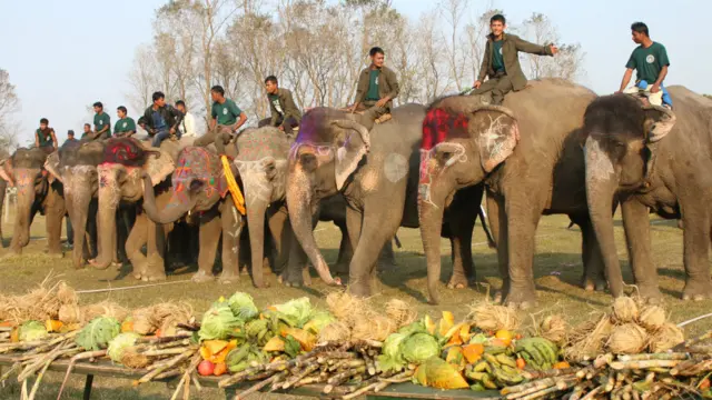 हात्तीको बनभोजमा धेरै हात्तीलाई एकै ठाउँमा जम्मा गरी उनीहरुलाई मनपर्ने खानेकुरा, फलफुल, उखु, फर्सी, गाजर आदि खान दिइन्छ।