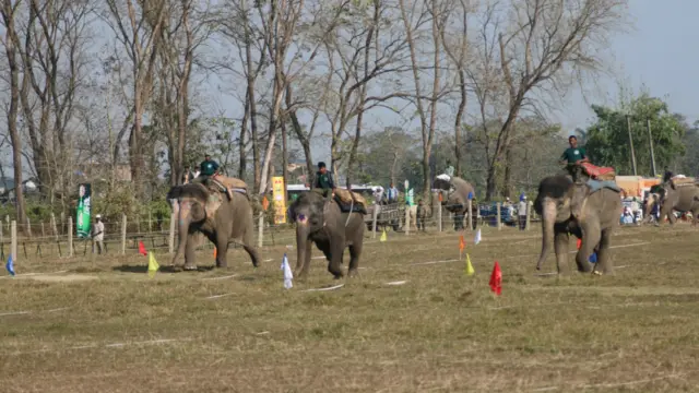 आफ्नो सौन्दर्य प्रदर्शन गर्न ५ वटा हात्तीले क्याट वाक गरेका थिए। 