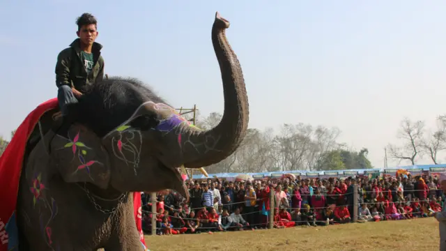 सौन्दर्य प्रतियोगिताको लागि हात्तीलाई विभिन्न रंग र कपडाले सिँगारिन्छ। 