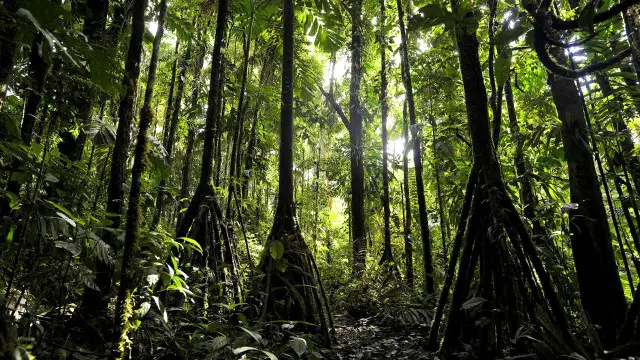 Seperti mahkluk Ent dalam kisah Lord of the Rings karya JRR Tolkien, pohon-pohon ini benar-benar bisa bergerak melintasi hutan.