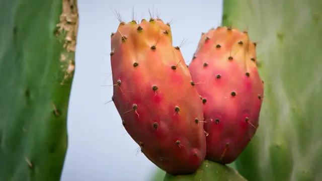 Плоды опунции