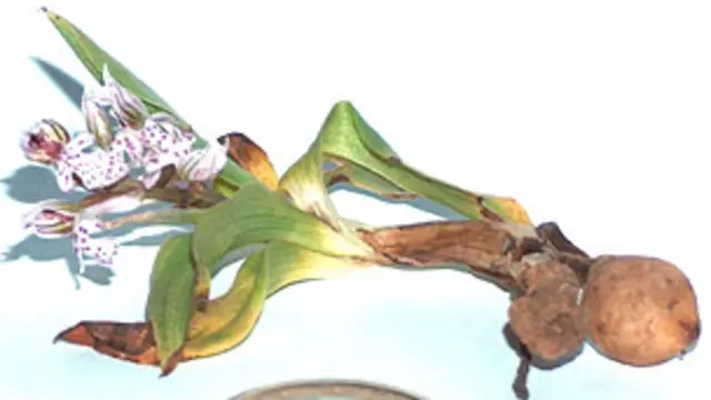 Te queda de tarea dilucidar que órganos del cuerpo se trataban con los bulbos de las orquídeas.