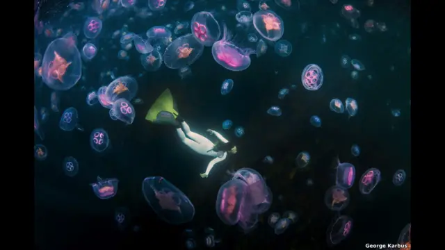 سباحة حرة مع قناديل البحر.