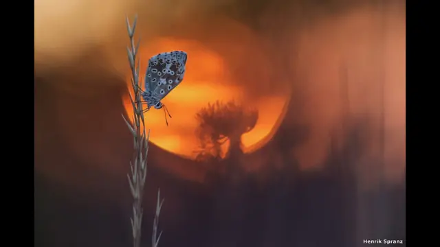 صورة لفراشة لحظة شروق الشمس.