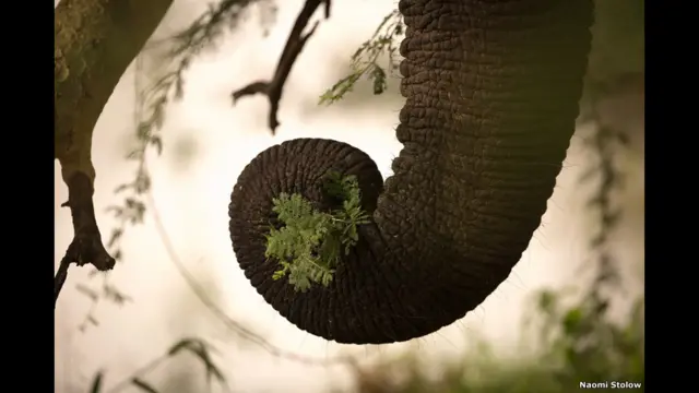 خرطوم فيل يمسك مجموعة من النباتات الخضراء.