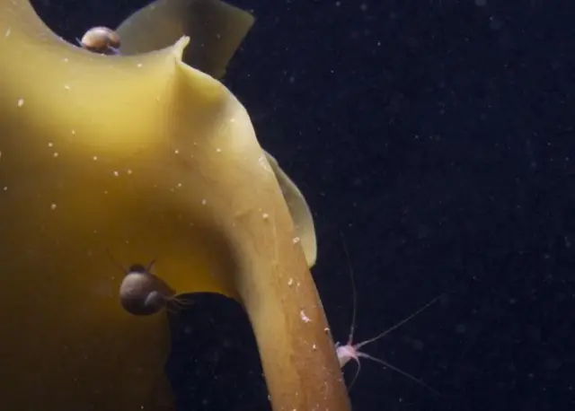 محققان در بستر کتانجکی تنوع جانوری بیشتری یافتند