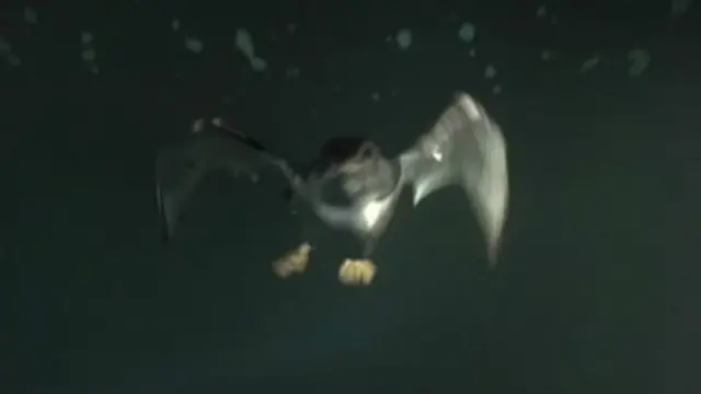 یک مرغ دریایی که در زیر آبهای تاریک قطبی دنبال غذا میگردد