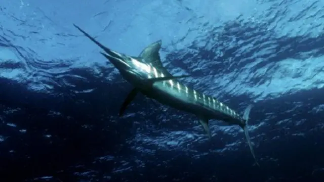 تنفرد المحمية البحرية الجديدة بأسراب من سمك الفرقاط الضخم