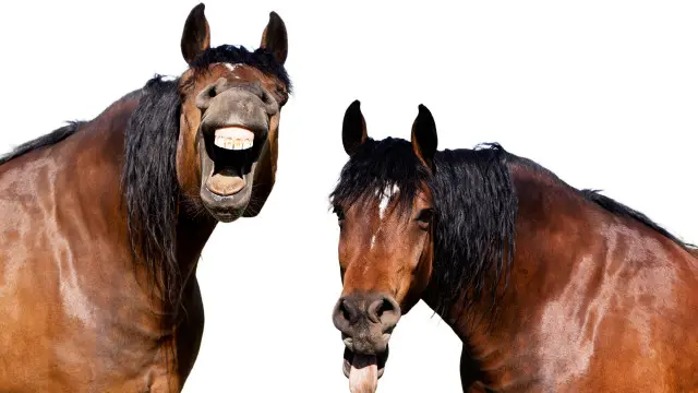 د اروپا د شمال او سکاندیناوي هېوادونو کې په ټوله شپه ورځ کې د اسونو پرشا د بړستن غوړول رواج دي.