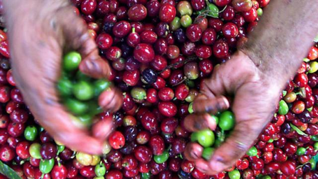 Estudos indicam que 80% das áreas produtoras de café na América Latina podem se tornar inadequadas até 2050